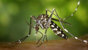 Iată cum poți scăpa de ciupiturile provocate de țânțari! Plantele care te vor ajuta să ții insectele la distanță