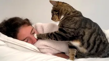 De ce se trezesc toate pisicile la ora 5 dimineața, de fapt. Ce cred ele că se întâmplă când răsare soarele