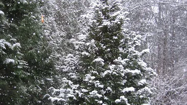 Anunt BOMBA facut de meteorologi in aceasta dimineata! COD GALBEN de ploi in 12 judete si ninsori
