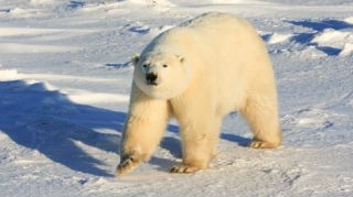 Un urs polar a inotat timp de noua zile! A facut 700km, in cautarea ghetii!