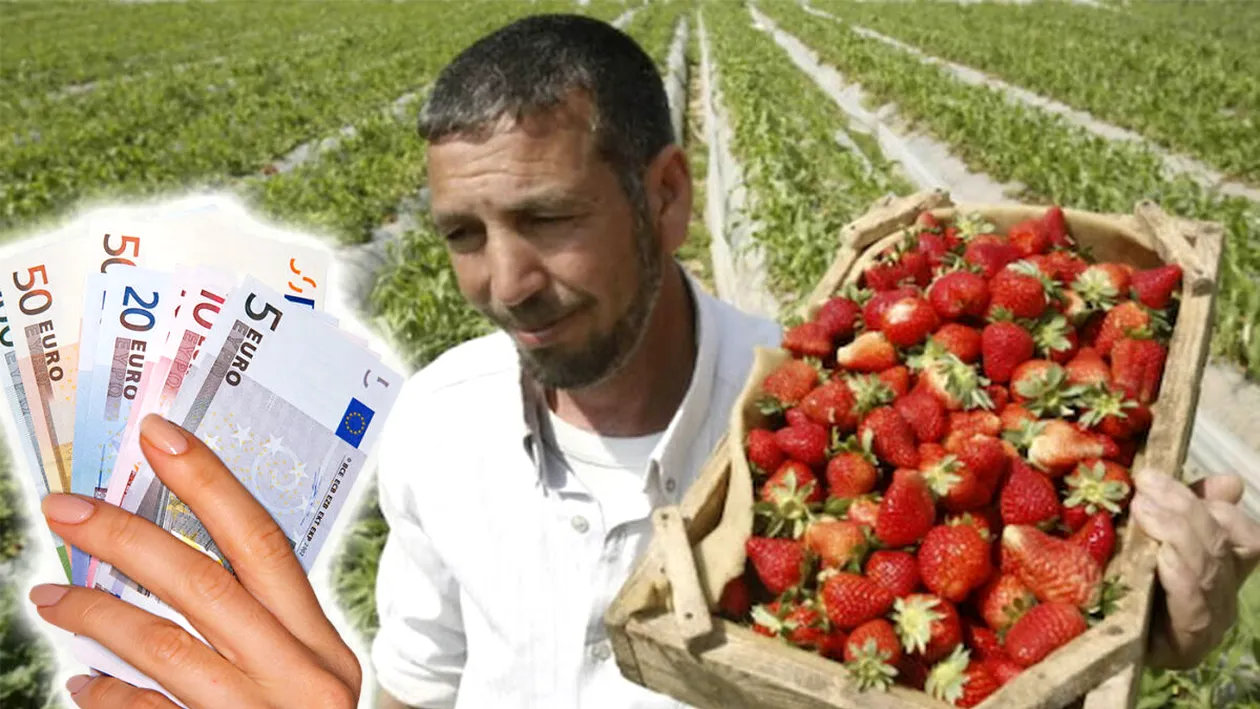 Am făcut calculul! Câți euro primește salariu un român în Spania, angajat culegător de căpșuni