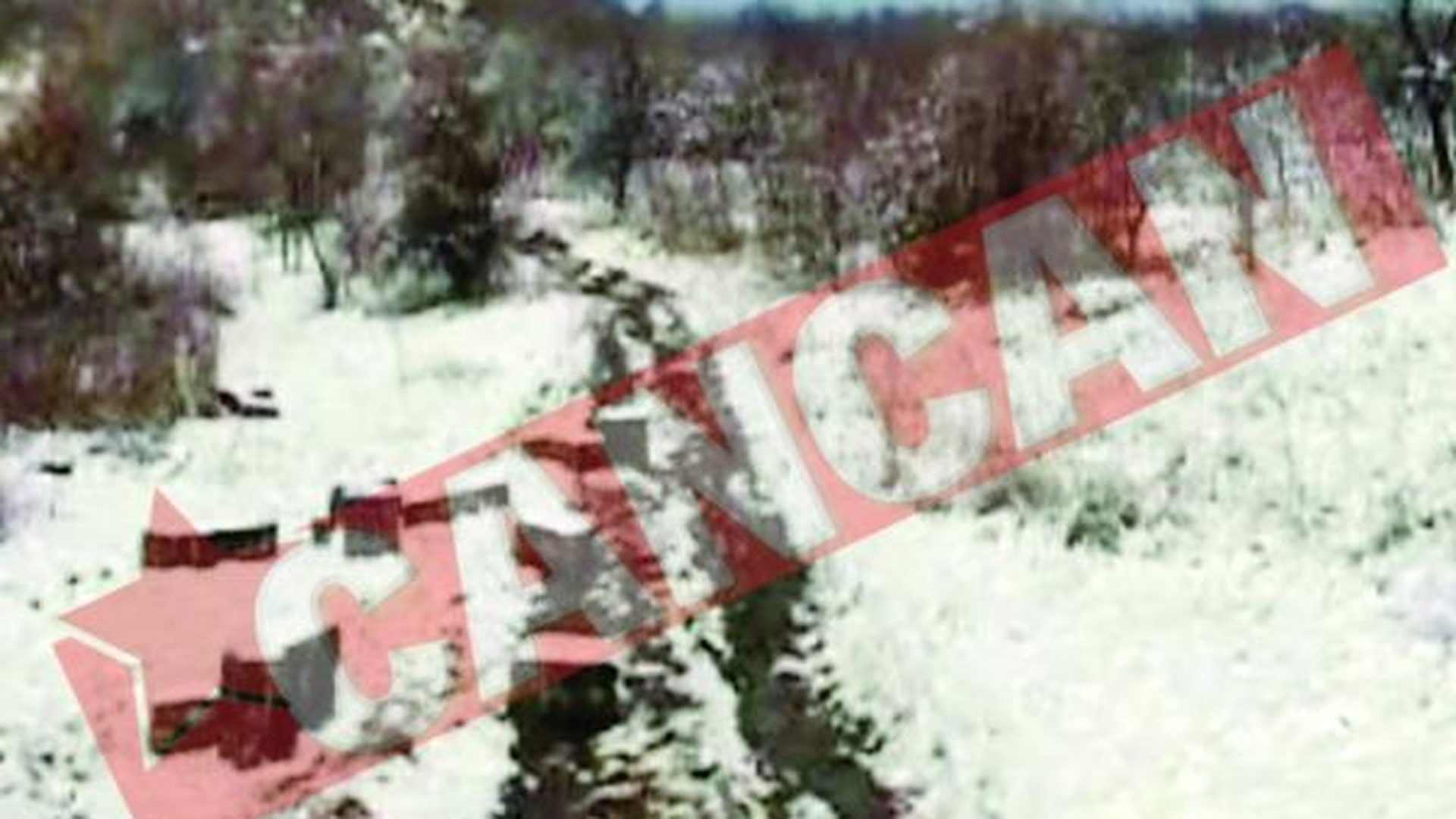 Traficanti de tigari retinuti la Satu Mare