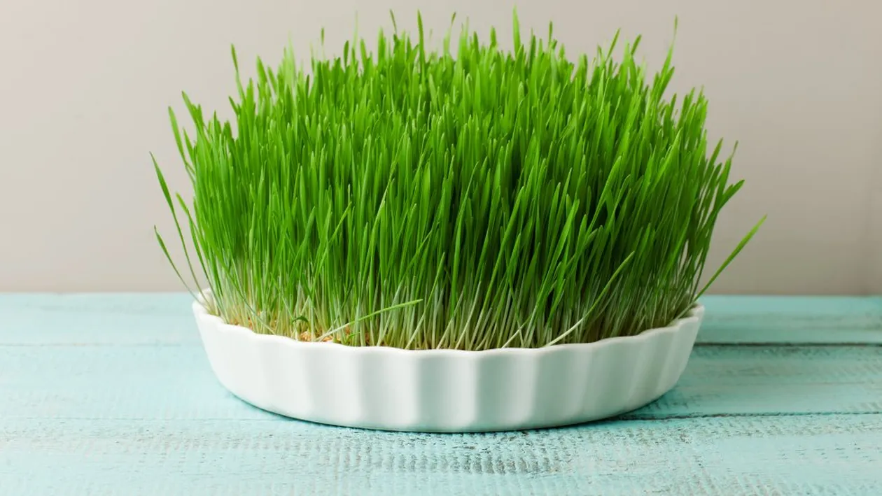 Ce se întâmplă dacă pui grâu la încolţit de Sfântul Andrei? Cele mai bizare tradiţii din România