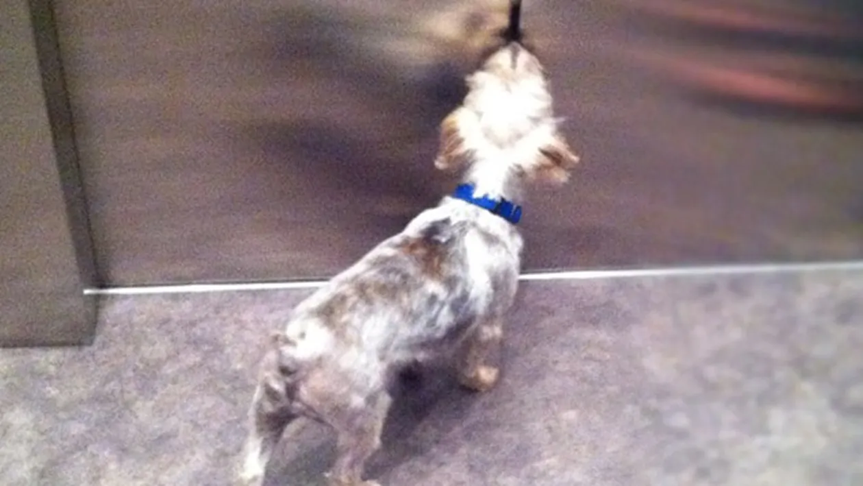 A mai avut zile! Acestei femei nu i-a trecut prin cap ce o sa se intample cu cainele ei la cateva secunde dupa ce a pasit in lift