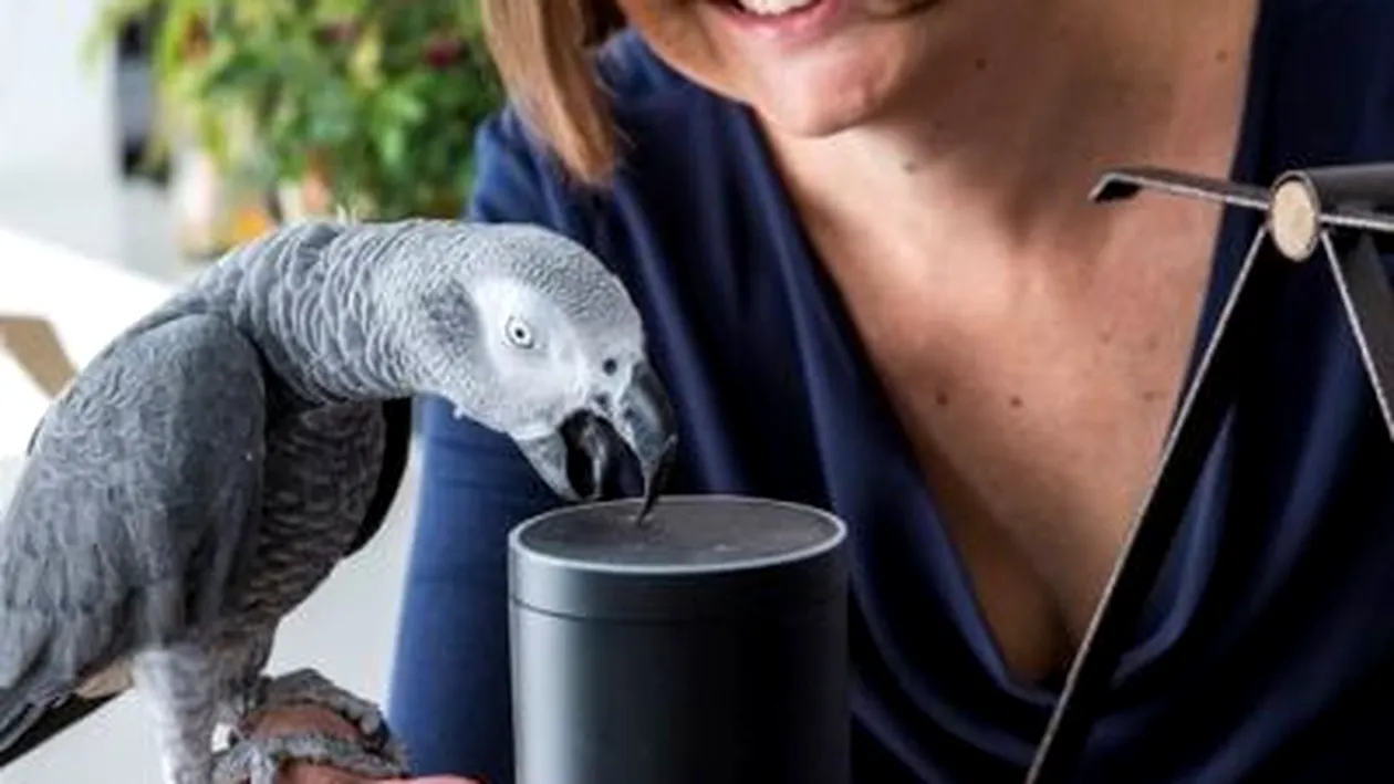 Râzi cu lacrimi! Un papagal vorbitor a făcut o comandă pe Internet, în numele stăpânei! Ce a cumpărat pasărea