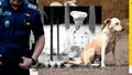 Muncitorii vietnamezi vânează câini și pisici în București! Reacția Poliției
