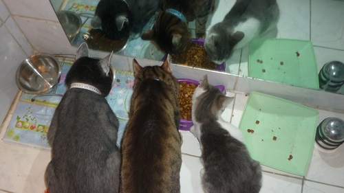 Alunga energiile negative din casa cu ajutorul pisicilor. N-ai sa crezi cate feline gazduieste Monica Tatoiu!