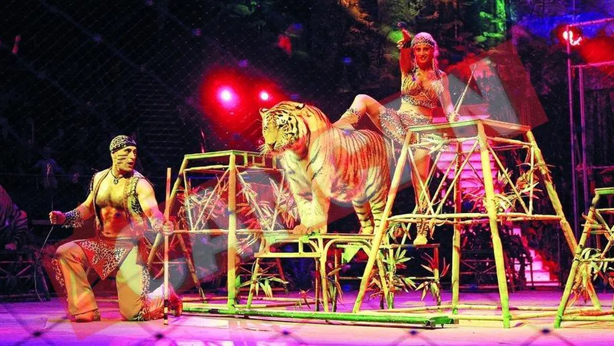 Tigru de doua sute de kilograme, in arena la Circul Globus