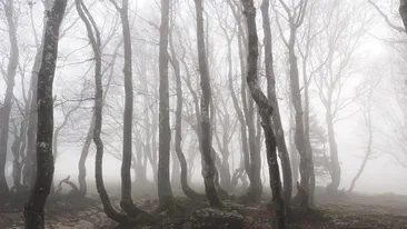 Pădurea bântuită din Hoia Baciu a fost scena unei petreceri la care au participat 50 de oameni! Autoritățile au întrerup distracția