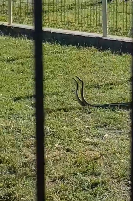 Șerpii se plimbau în voie în apropierea copiilor