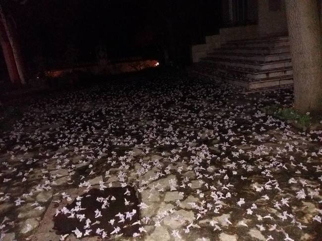 În cimitirul în care se află înmormântat Aurelian Preda a ”nins” cu flori de liliac