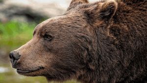 Motociclist polonez, mușcat de urs pe Transfăgărășan. Animalul s-a năpustit asupra lui în timp ce se afla într-o coloană de mașini