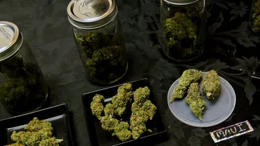 Captura record! Politia a confiscate sapte tone de cannabis