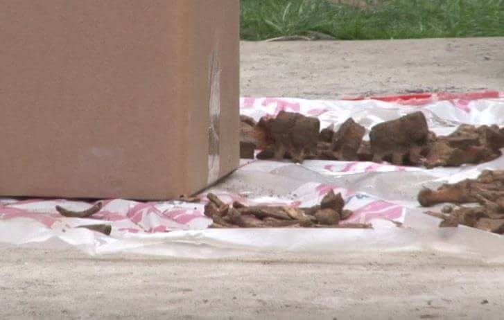 Oasele descoperite de muncitori la Șotânga, Dâmbovița