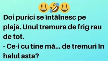 Bancul zilei. Doi purici se întâlnesc pe plajă