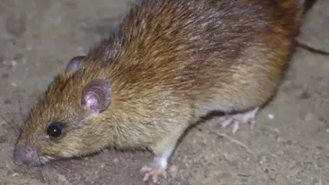 Un bărbat din Vaslui a fost găsit mort, cu faţa roasă de şobolani! Soţia a stat cu el în casă fără să anunţe pe nimeni!