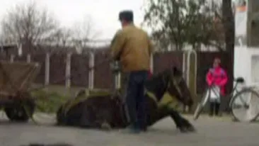 Se intampla in Romania: Cai TORTURATI cu o cruzime de nedescris intr-un targ de animale! Ce pedepse risca proprietarii