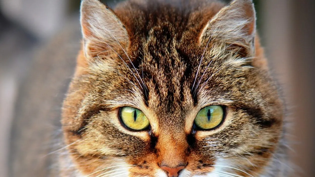 Situație ruptă din desene animate. O pisică, reținută pentru trafic de droguri, a evadat dintr-o închisoare de maximă securitate