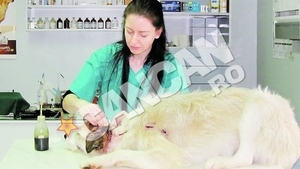 Englezoaica Ruth Osborne lucreaza voluntar la o clinica veterinara. A plecat din Anglia sa munceasca gratis in Craiova