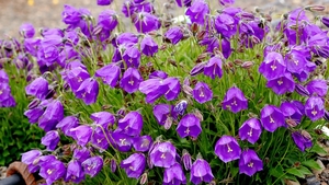 Campanula, cea mai specială floare. Cum se îngrijeşte planta care arată ca un clopoţel