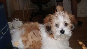 Leo de la Strehaia are o femela noua