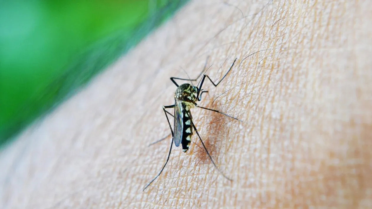 O nouă pandemie în China, provocată de virusul ”chikungunya”. Se răspândește prin înțepături de țânțari!