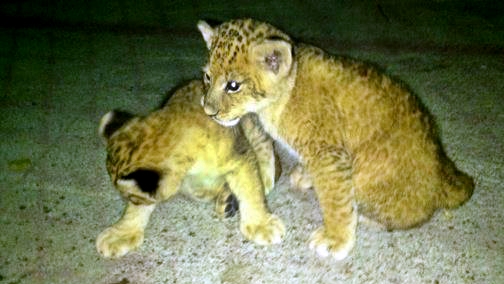 Imagini de colectie cu animalele lui Nutu Camataru. Vezi cum aratau leii si ursii cand erau pui