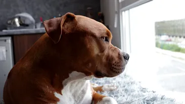 Halucinant! O femeie dormea în pat cu câinele său, dar acesta a încercat să o mănânce!