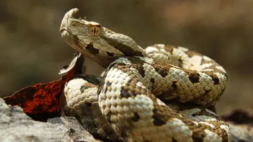 O viperă a muşcat un bărbat! Unde a avut loc atacul !