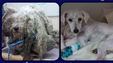 Câinele care a induiosat tot internetul! Când a fost găsit arăta ca o covor vechi, acum sute de oameni il vor acasă