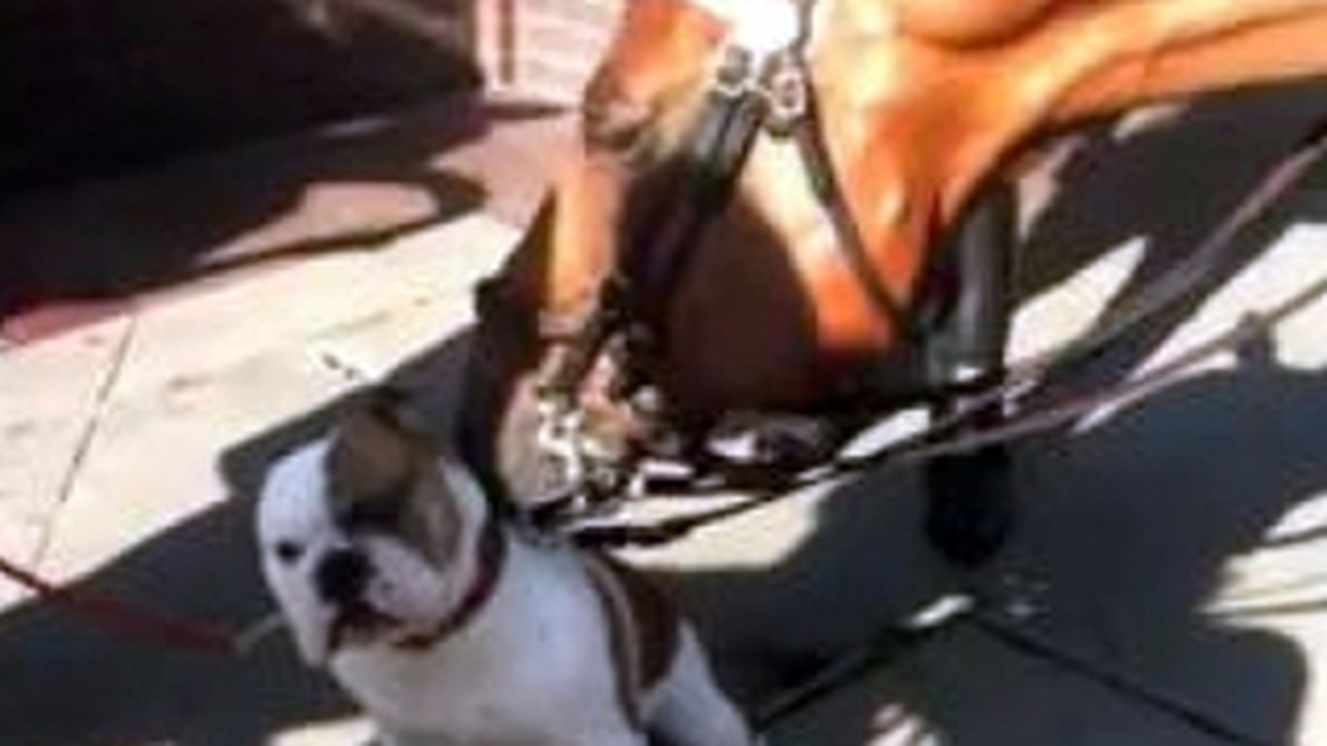 VIDEO Un cal a "spalat" un bulldog in mijlocul New York-ului