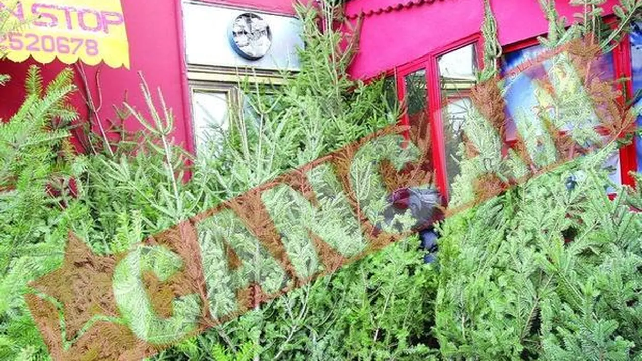 Brazii romanesti, scumpi si prapaditi