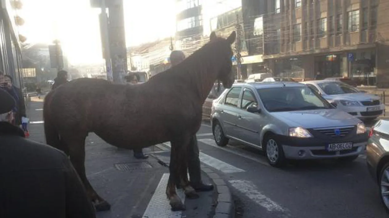 Nu numai porcii sunt plimbati pe strazile Clujului! De data asta, un cal….