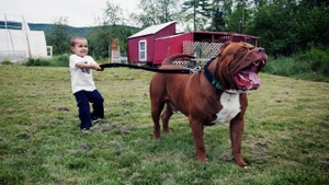 El este Hulk, cel mai mare pitbull de pe planetă. Cât cântărește „bestia” și cine sunt proprietarii