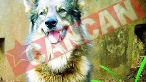 Maidanezul Zorro a fost adoptat de o batranica