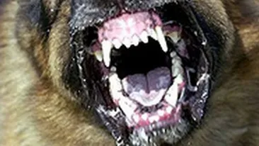 Bucuresti, 2013! Un copil de 11 ani a ajuns la spital cu una dintre urechi sfasiata! Baiatul a fost atacat de un maidanez!