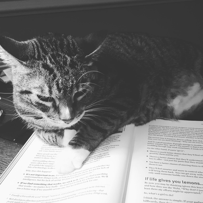 Ce vârstă are pisica ta în ani omenești. Calculul e foarte simplu! Vezi ce vedete preferă micuțele feline și cine a ales să își ia câine
