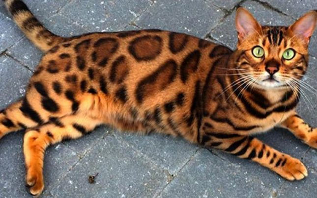 Pisica Bengaleză este un leopard în miniatură