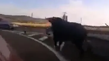 Imagini de cosmar! Uite ce se intampla cand un taur nervos scapa pe autostrada!