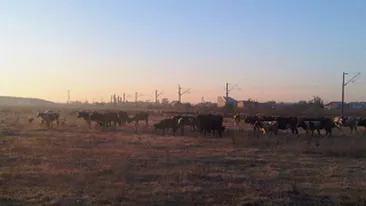 Tudor Chirila filmeaza un videoclip pe camp, printre vaci!