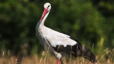 O barză a pus în stare de alertă autoritățile din Codlea: ”Speram ca seara, dacă vine barza, să se lase prinsă!”