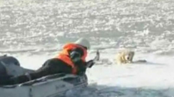 Un câine a stat zeci de minute în apele îngheţate ale Timişului! Ce s-a întâmplat cu bietul animal
