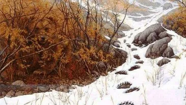 Test de inteligență exclusiv pentru genii | Ale cui sunt urmele de pași lăsate în zăpadă?