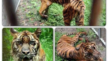 Gradina zoologica A MORTII e unul dintre cele mai oribile locuri din lume! 25 de animale mor de foame in fiecare luna!