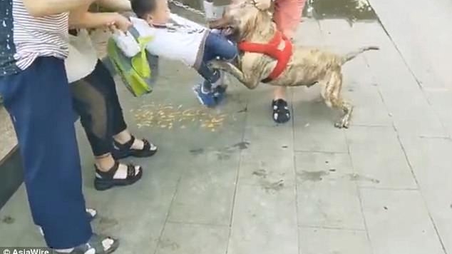 Copil de 4 ani, sfasiat de un pit bull in plina strada! Momente socante cu bestia tragand de micut, in timp ce trecatorii se chinuie sa-l salveze VIDEO