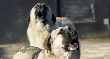 Ce a făcut un copil de 13 ani ca să scape de o haită de câini. Băiatul a trecut prin clipe de groază pentru a se salva