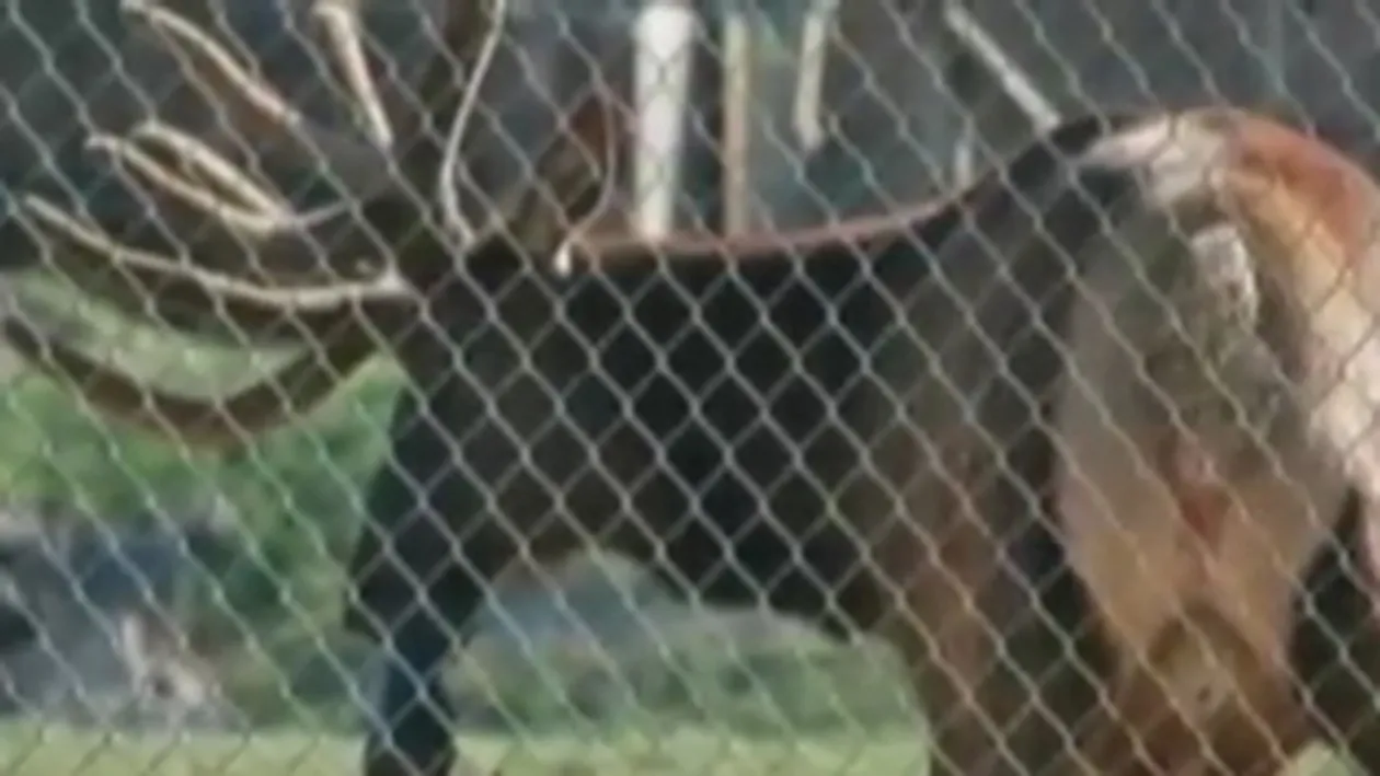VIDEO Un cerb a salvat de la inec o marmota!