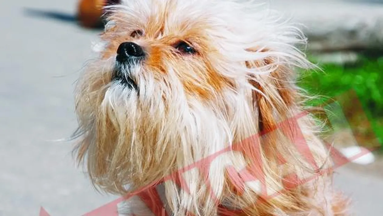 Faceti cunostinta cu Aly, Kim, Max si Rita!